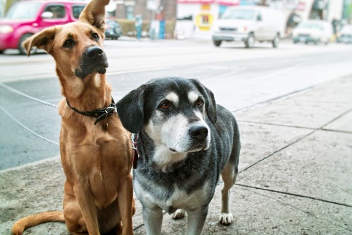 Zwei Hunde auf dem Trottoir neben der Strasse. (Copyright Elenathewise / fotolia.com)